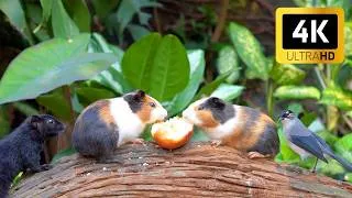 Thumbnail: Cat TV 😺🐦 Unlimited Birds Chipmunks Squirrels and Guinea Pig 🐿 Cat Games 4K HDR
