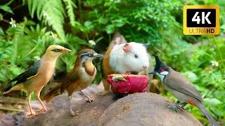 Thumbnail: Cat TV 😻 Dog TV | Cute Summer Birds and Guinea Pig in the Forest 😻 4 Hours of TV for Cats