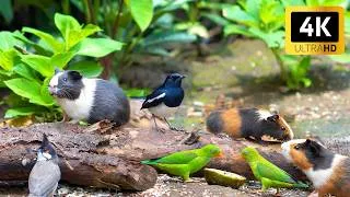 Thumbnail: Cat TV for Cats to Watch 😺 Cute Birds Chipmunks Squirrels and Guinea Pig 🐿 4 Hours 4K HDR 60FPS