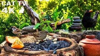 Thumbnail: Cat TV 🐦 Birds at Bird Feeder for Cats to Watch | Great Tits, Greenfinches & Sparrows | 8 Hours 4K