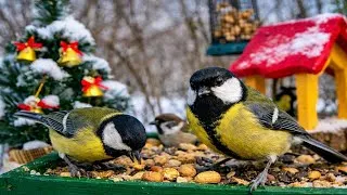 Thumbnail: 1 Hour Bird Feeder Cam 4K 🐦 Real Backyard Birds | Natural Sounds