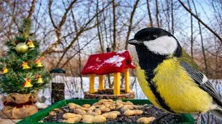 Thumbnail: Bird Feeder Cam 4K 🐦 Real Garden Birds | Natural Sounds 45 Minutes