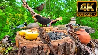 Thumbnail: Bird Feeder Cam 4K 🐦 Real Garden Birds | Natural Sounds (24 Minutes)