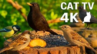 Thumbnail: 4K HDR Bird Feeder Cam🐦 Real Garden Birds | Natural Sounds