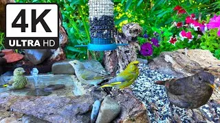 Thumbnail: Bird Feeder Cam 4K 🐦 Real Garden Birds | Natural Sounds (47 Minutes)