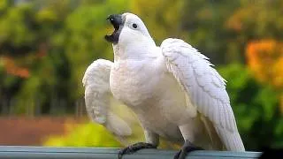 Thumbnail: Cockatoo Parents Take Turns Feeding a Hungry Chick
