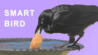 Thumbnail: Clever Raven Soaks Bread Before Eating