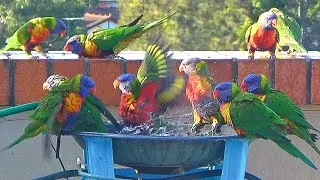 Thumbnail: Rainbow Lorikeets Take Over Four Birdbaths
