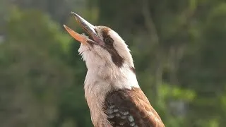 Thumbnail: Laughing Kookaburra Call