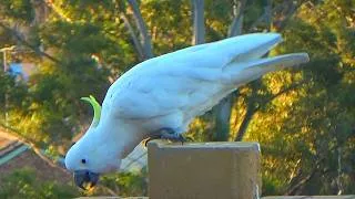 Thumbnail: Cockatoos Chew Wood, Groom, and Beak Chatter