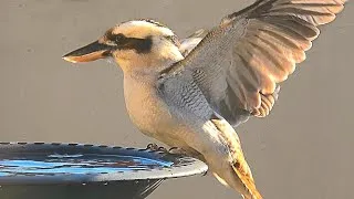 Thumbnail: Laughing Kookaburra Visits Bird Bath