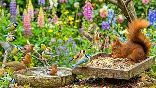 Thumbnail: Cat TV for Cats to Watch 😺 Cardinals, Goldfinches, Chickadees & Squirrels in a Peaceful Garden