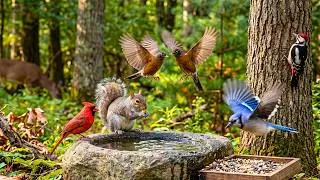 Thumbnail: Cat TV 😺 The Cutest Backyard Wildlife Your Cat Has Ever Seen 🐦🐿️ 4K