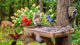 Thumbnail: Cat TV 😺 Your Cat Won’t Look Away from These Birds, Squirrels & Chipmunks 4K