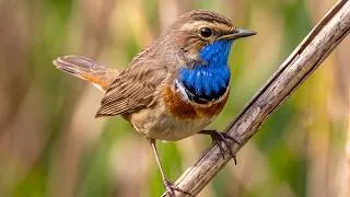 Thumbnail: Beautiful Birds of the Wetlands | Rare Songbirds, Bird Calls & Peaceful Nature