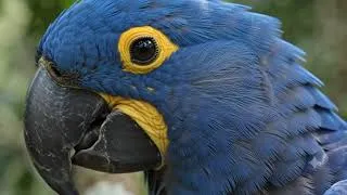 Thumbnail: Majestic Hyacinth Macaw 🦜 The Largest Parrot in the World!