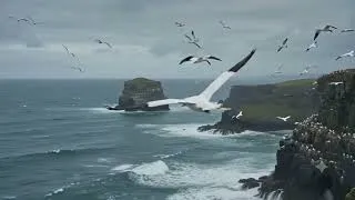 Thumbnail: Majestic Seabirds in Action | Nature & Wildlife