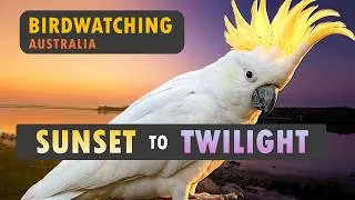 Thumbnail: Birdwatching Sunset to Twilight. Brisbane, Australia