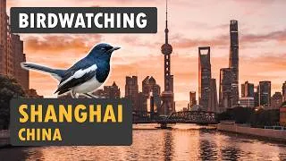 Thumbnail: Birdwatching in Shanghai, China