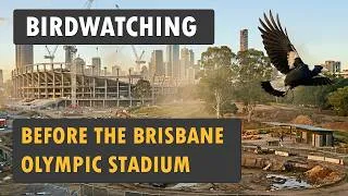 Thumbnail: Birdwatching before the Brisbane Olympic Stadium construction begins!