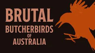 Thumbnail: Brutal Butcherbirds of Australia