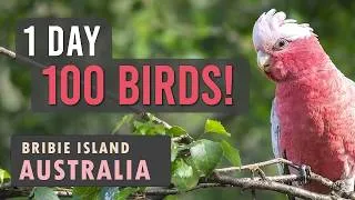 Thumbnail: 1 Day 100 Birds - Bribie Island, Australia - Birdwatching Documentary
