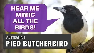 Thumbnail: Pied Butcherbird: Songster and Master Mimic of Australia