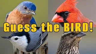Thumbnail: How well do you know your backyard birds? (25 question QUIZ about the common birds in North America)