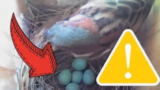 Thumbnail: House Sparrow destroys bluebird eggs (GRAPHIC)