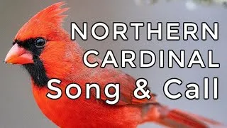 Thumbnail: Northern Cardinal Song & Call - Learn their TWO most common sounds (plus a bonus clip)