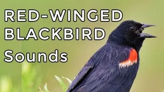 Thumbnail: Red-winged Blackbird Sounds - Learn their 4 most common songs and calls!