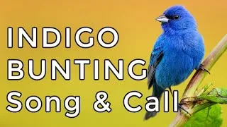 Thumbnail: Indigo Bunting Song & Call: Learn their TWO most common sounds