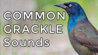 Thumbnail: Common Grackle Songs & Calls: Learn TWO common sounds