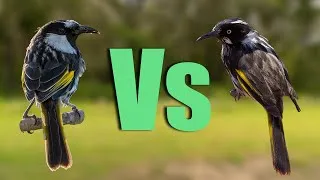 Thumbnail: Can You Tell Them Apart? New Holland Vs White-Cheeked Honeyeater