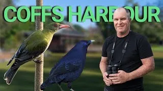 Thumbnail: Bird Watching In Coffs Harbour NSW - A Hidden Gem
