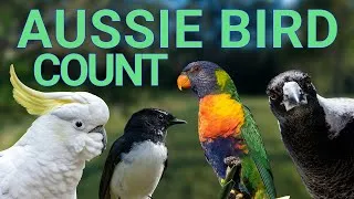 Thumbnail: What Is the Aussie Bird Count? Join the 2024 Backyard Bird Count!