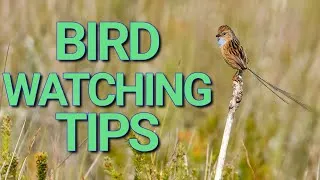 Thumbnail: Bird Watching Like a PRO! Tips for Spotting Southern Emuwrens