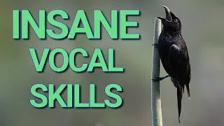 Thumbnail: The Incredible Spangled Drongo Call - Is It Mimicking Other Birds?