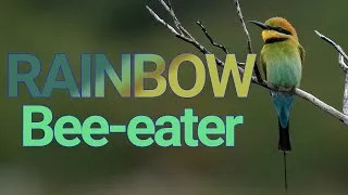 Thumbnail: The Unique Rainbow Bee-eater Call in Beautiful Red Rock NSW
