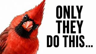 Thumbnail: The One Thing Only Cardinals Do — Scientists Still Don't Understand Why