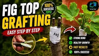 Thumbnail: Fig Plant Graft With Result