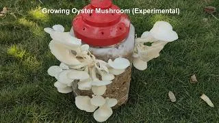 Thumbnail: How to Grow Mushrooms at Home | Oyster Mushroom