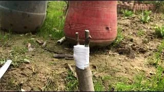 Thumbnail: Top Grafting of A Fig Plant