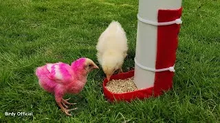 Thumbnail: Baby Chicken Feeder DIY -  Making Feeder For Baby Chicks