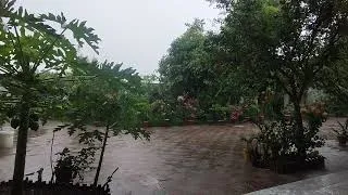 Thumbnail: 01-08-2024. Raining Cats and Dogs