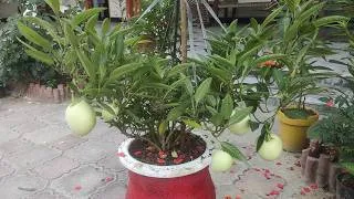 Thumbnail: How To Propagate Pepino Melon From Cutting