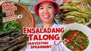 Thumbnail: Pinay Simple Life in Korean Countryside 🇰🇷 | Cooking Ensaladang Talong & Harvesting Fresh Spearmint