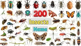 Thumbnail: Insects Vocabulary ll 200 Insects Name in English With Picture ll All Insects Name 