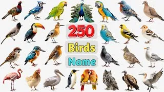 Thumbnail: Birds Vocabulary ll 250 Beautiful Birds Name in English With Pictures ll List of Birds