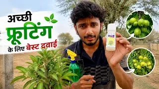 Thumbnail: Best Fruiting Spray for Plants 🍋 | Get More Fruits Naturally | इस दवाई से होगी जबरदस्त फ्रूटिंग